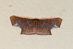 Tessarotis rubrata