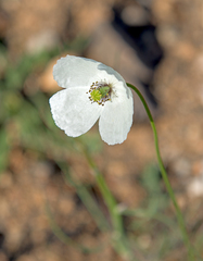 Papaver maculosum
