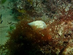 Rhinoclavis bituberculata