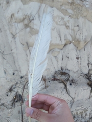 Pelecaniformes