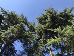 Cedrus