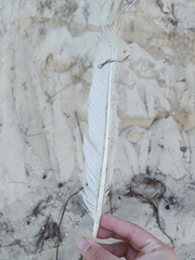 Pelecaniformes