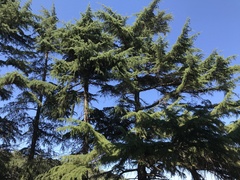 Cedrus