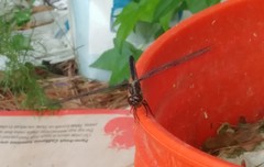 Libellula incesta