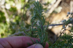 Eriocephalus racemosus