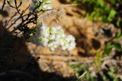Eriocephalus racemosus