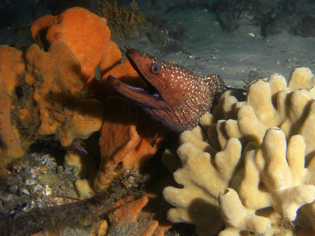 Australian mottled moray (Gymnothorax prionodon) — Muraenidae