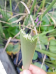Typha orientalis