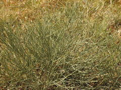 Baccharis notosergila