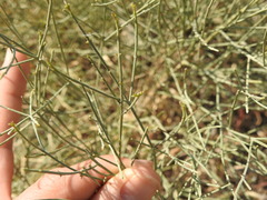 Baccharis notosergila