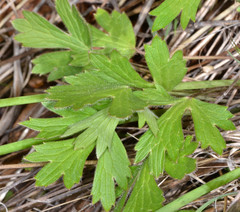 Ranunculus occidentalis
