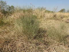 Baccharis notosergila