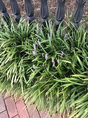 Liriope