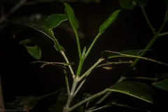 Sarcomelicope simplicifolia