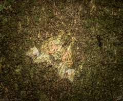 Tamba conscripta