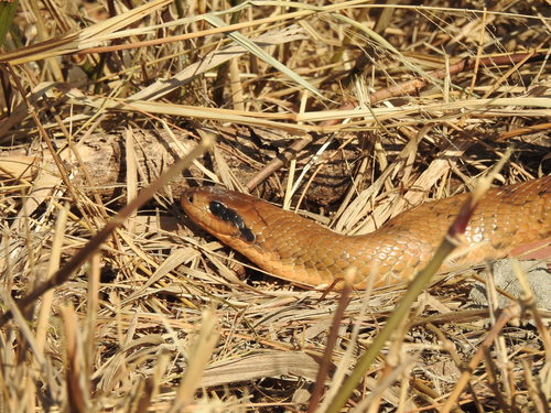 False Water Cobra, Hydrodynastes gigas