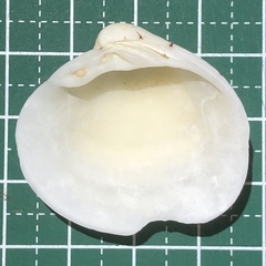 Lioconcha castrensis