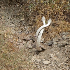 Crotalus ruber lucasensis