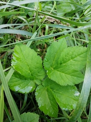 Aegopodium podagraria
