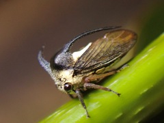 Leptocentrus taurus