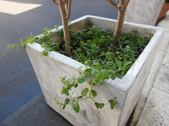 Stellaria cupaniana