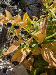 Polygonatum latifolium