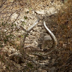 Crotalus ruber lucasensis