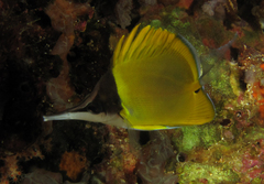 Forcipiger longirostris