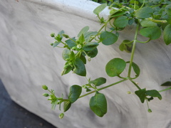 Stellaria cupaniana