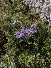 Aster amellus bessarabicus