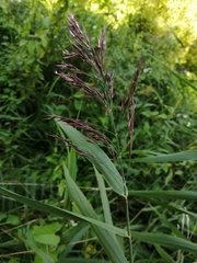 Phragmites australis
