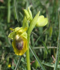 Ophrys lutea