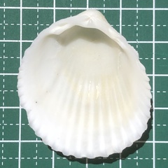 Vasticardium pectiniforme
