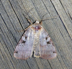 Xestia normanianus