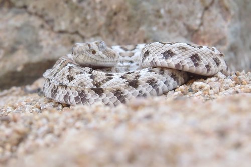 Santa Catalina Island Rattlesnake