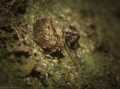 Cotylana angustifrons