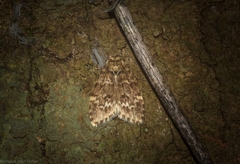 Scaphidriotis xylogramma