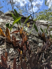 Dendrobium monophyllum