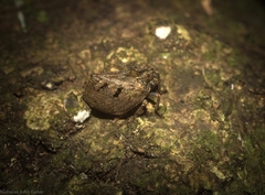 Cotylana angustifrons