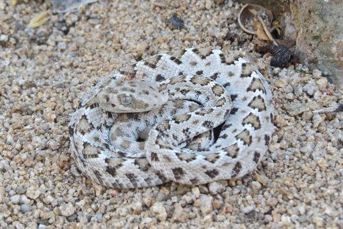 Santa Catalina Island Rattlesnake