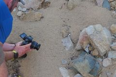 Crotalus catalinensis