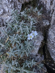 Cerastium biebersteinii