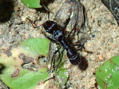 Ectatomma brunneum