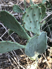 Opuntia