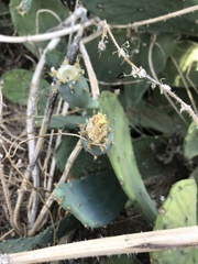Opuntia