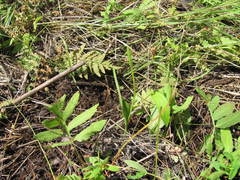 Ophioglossum pusillum