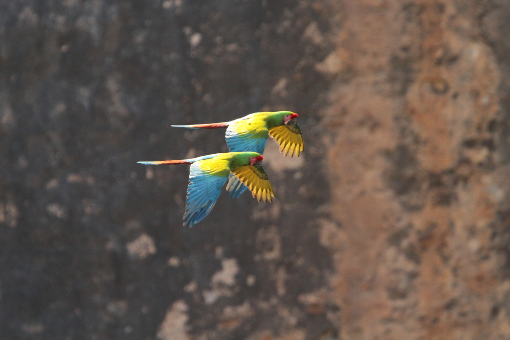 Jungle Macaws - Navy main image 0