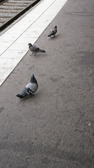 Columba livia domestica