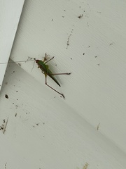 Orchelimum pulchellum