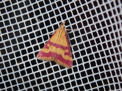 Pyrausta sanguinalis